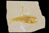 Bargain Fossil Fish (Knightia) - Wyoming #150610-1